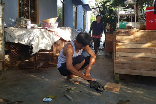 Phú Yên: Nuôi chồn hương mang lại thu nhập khá cho nhiều hộ nông dân