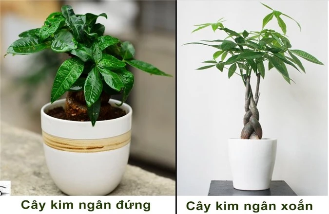 cay-kim-ngan