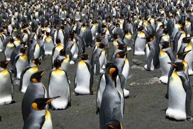 Những đặc điểm thú vị về loài chim cánh cụt vua - ảnh 1