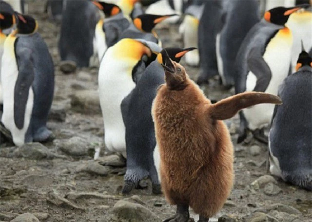 Những đặc điểm thú vị về loài chim cánh cụt vua - ảnh 2