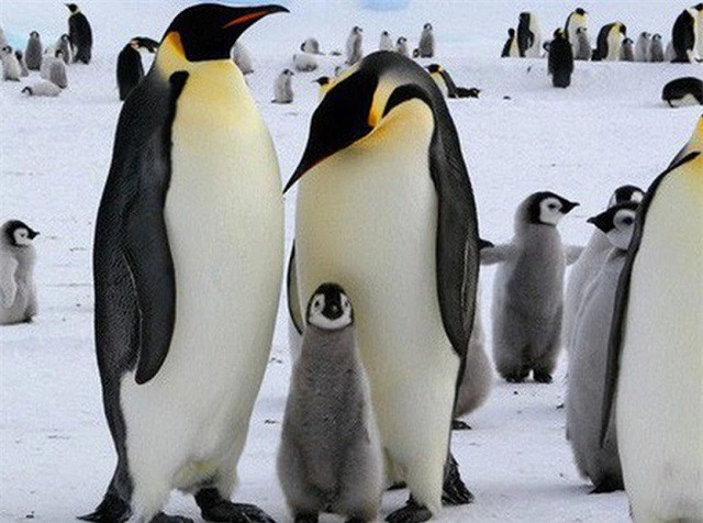Những đặc điểm thú vị về loài chim cánh cụt vua - ảnh 3