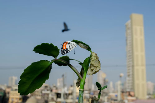 Cuộc đời của một con bướm sinh ra bên ngoài ban công