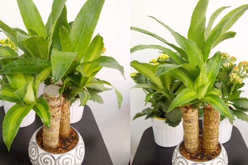 Chỉ cần trồng cây này trong nhà sự nghiệp có thể thăng tiến không ngừng, gia đình luôn hoà thuận, ngày càng giàu có