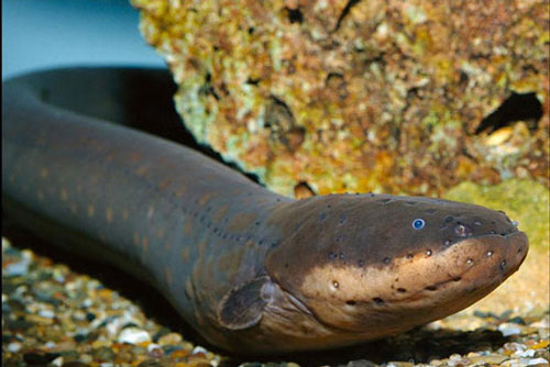 12 điều thú vị về tự nhiên bạn có thể bạn chưa biết