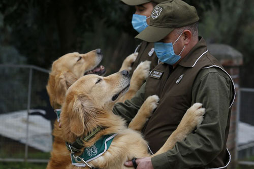 Chile dùng chó đánh hơi người đang mắc COVID-19