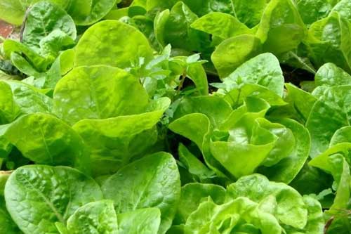 Hướng dẫn các bước trồng rau xà lách tươi ngon tại nhà