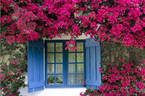 CLIP: Cách giâm cành hoa giấy cho ra cực nhiều rễ