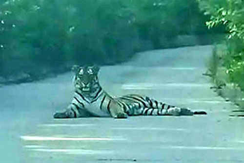 Hổ dữ nằm ‘chình ình’ giữa đường khiến khiến tài xế sợ ‘xanh mặt’
