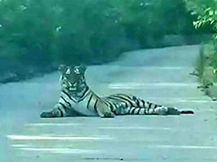 Hổ dữ nằm ‘chình ình’ giữa đường khiến khiến tài xế sợ ‘xanh mặt’