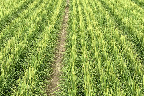 'Lúa khô' - Hy vọng mới cho khủng hoảng lương thực