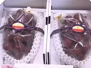 Chùm nho được bán giá kỷ lục hơn 283 triệu đồng