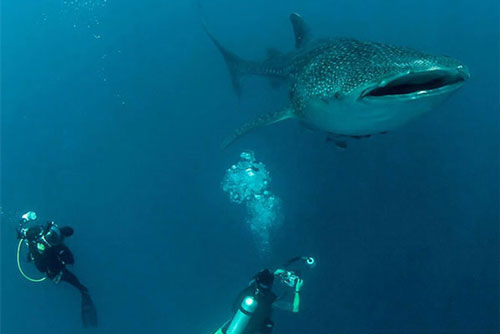 Những điều kỳ lạ và thú vị khiến du khách kinh ngạc về châu Phi