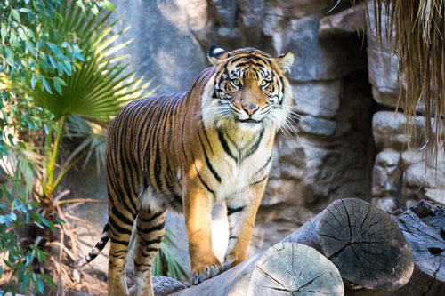 Dự đoán tử vi tuần mới 27/7-2/8 cho 12 con giáp: Tuổi Dần cẩn thận mất tiền, tuổi Tỵ gặp may mắn đủ đường