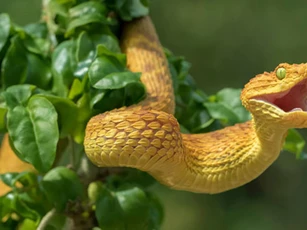 Top 3 con giáp dễ gặp may mắn đủ đường, 'đánh đâu thắng đó', giàu to bất ngờ trong tháng 6 Âm lịch