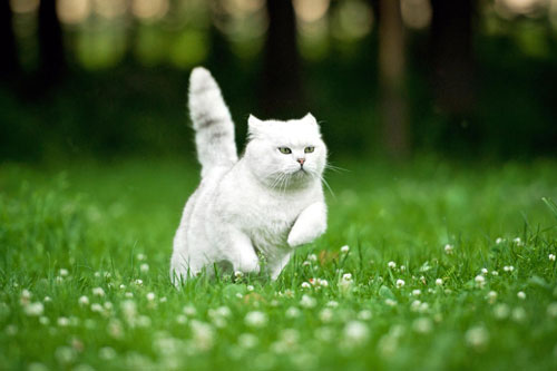 Top 3 con giáp khéo ăn khéo nói, mồm miệng đỡ chân tay, rất được lòng cấp trên, dễ thăng quan tiến chức