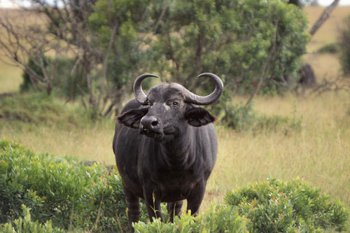 Top 3 con giáp dễ được 'quý nhân soi đường chỉ lối', gặp may mắn đủ đường, giàu có hết phần thiên hạ trong tháng 8 Dương lịch