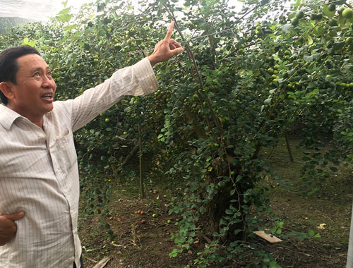 An Giang: Hiệu quả từ mô hình trồng táo trong nhà lưới