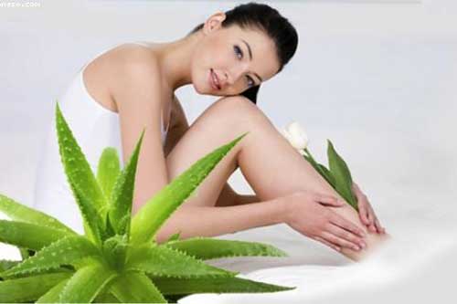 Đây là lý do trong nhà bạn nên trồng ngay cây nha đam