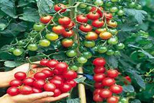 Kỹ thuật trồng cà chua bi cho thu hoạch hàng trăm quả mỗi ngày