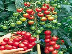 Kỹ thuật trồng cà chua bi cho thu hoạch hàng trăm quả mỗi ngày