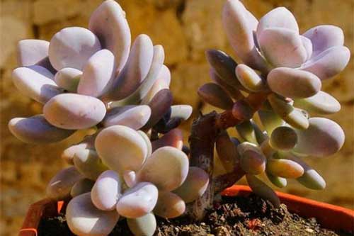 Cách trồng loại cây cảnh mini xinh lung linh như ngọc thạch khiến giới trẻ "phát sốt"