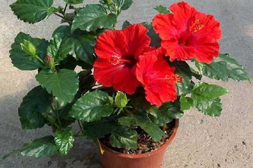 Vì sao nhà dù chật hẹp tới mấy bạn cũng nên trồng ngay 1 cây này?