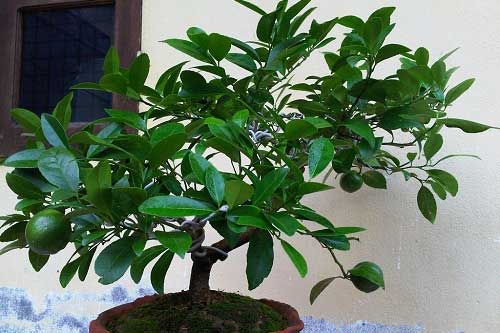 Nhà chật hẹp cỡ nào cũng nên trồng ngay cây này kẻo hối hận thì quá muộn