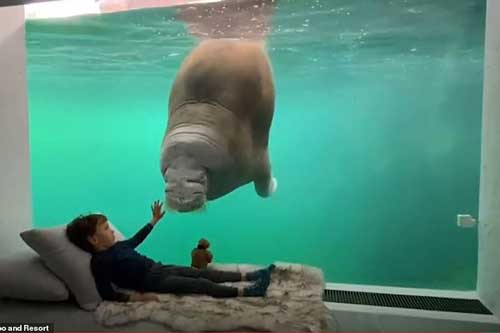 Kinh ngạc: Dịch vụ nghỉ dưỡng cùng hà mã, gấu Bắc Cực ở Bỉ