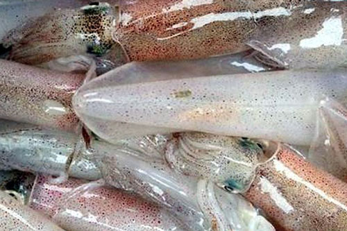 Xuất khẩu mực, bạch tuộc đạt gần 240 triệu USD