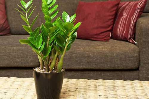 Đây là nguyên nhân bất cứ nhà nào cũng nên trồng ngay cây kim tiền nếu không có thể sẽ hối hận