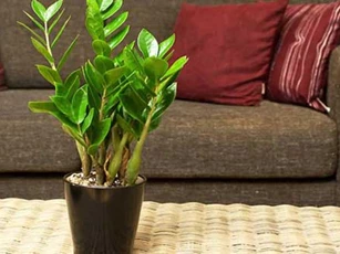 Đây là nguyên nhân bất cứ nhà nào cũng nên trồng ngay cây kim tiền nếu không có thể sẽ hối hận