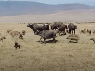 CLIP: Đàn linh cẩu tấn công trâu rừng và cái kết