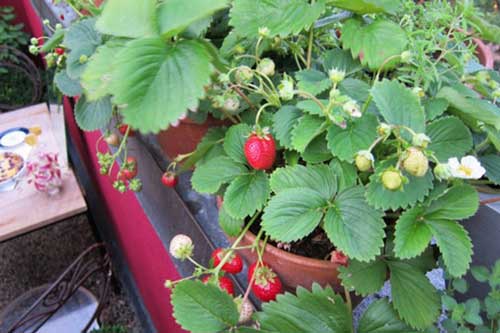 Trồng dâu tây đơn giản mà sai trĩu quả khiến nhiều mẹ ‘thèm nhỏ dãi’