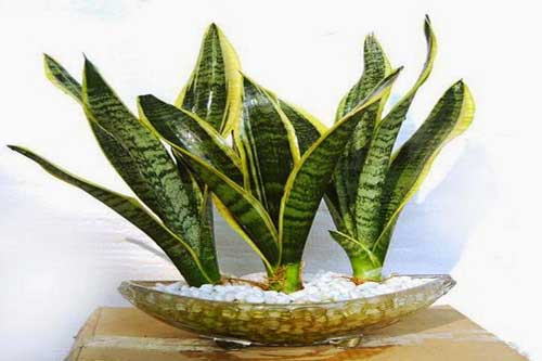 Có cây này trong nhà có thể hoá giải được mọi sát khí, xua đuổi vận đen, sự nghiệp thăng tiến không ngừng