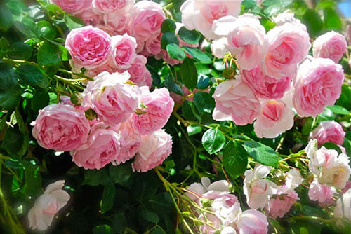 CLIP: Bí quyết trồng hoa hồng cho ra nhiều bông