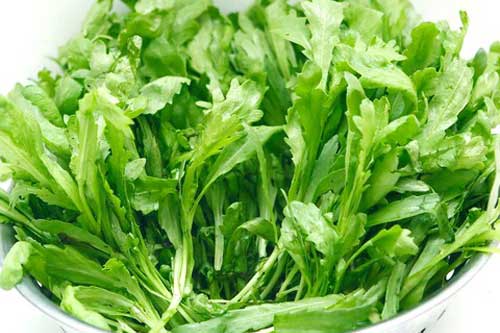 Hãy trồng rau cải cúc dù nhà chật hẹp tới mấy