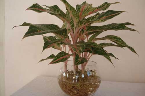 Dù nhà chật hẹp cỡ nào nếu không trồng cây này trong nhà có thể  bạn sẽ hối hận khi biết điều này