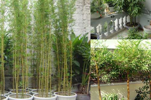 Trong nhà mà không kiếm cây này để bày có thể  bạn sẽ hối hận cả đời