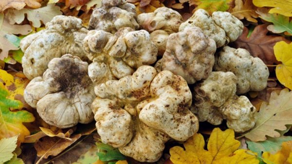 Sự thật về loại nấm được ví như kim cương, 1,4 tỷ đồng 2 kg đại gia vẫn khen rẻ