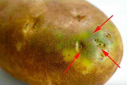 Vứt bỏ ngay những củ khoai tây có chứa dấu hiệu này nếu không muốn bệnh tật đeo bám cả đời