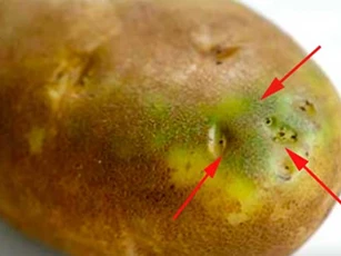 Vứt bỏ ngay những củ khoai tây có chứa dấu hiệu này nếu không muốn bệnh tật đeo bám cả đời