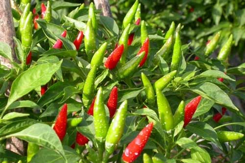 Nhà dù chật hẹp cỡ nào bạn cũng cần trồng cây này ngay hôm nay