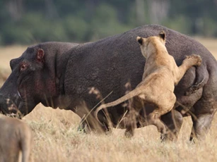 Hà mã đực đối đầu với 14 con sư tử và cái kết khó tin