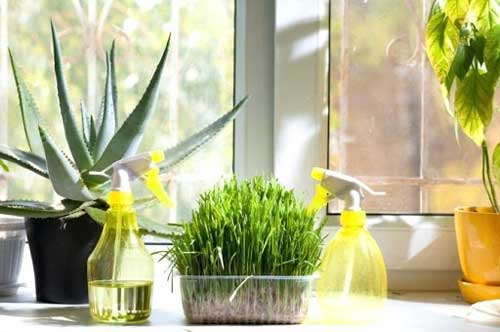 Trồng cây đặc biệt này trong bếp rước tài lộc vào nhà, có thể giúp gia chủ mạnh khỏe ăn nên làm ra