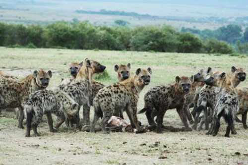 Giải mã lý do giúp linh cẩu được mệnh danh là ‘Nữ hoàng của thảo nguyên’