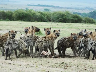 Giải mã lý do giúp linh cẩu được mệnh danh là ‘Nữ hoàng của thảo nguyên’