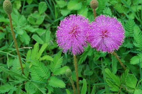 Cây xấu hổ - "thần dược" giá siêu rẻ cho mọi gia đình