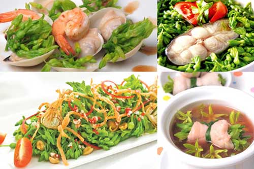 Hoa thiên lý "thần dược" chữa bách bệnh mọi người cần biết