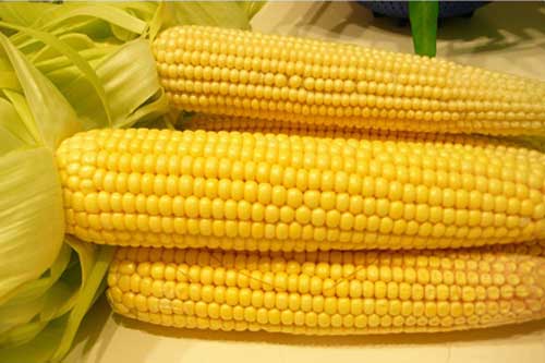 Bắp ngô - "thần dược" giá rẻ cho mọi người, mọi nhà
