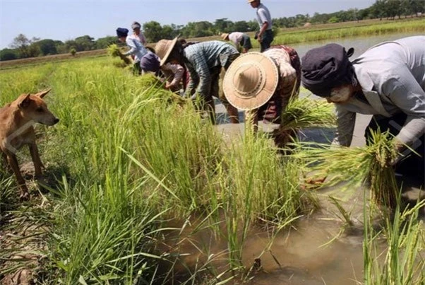 Các loại mầm bệnh tấn công vụ mùa cũng là vũ khí sinh học đáng sợ